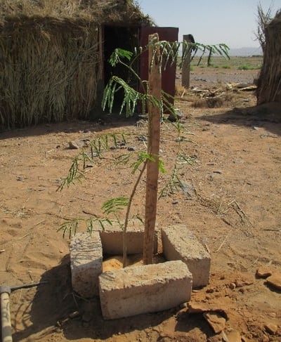 Plantation d'un flamboyant