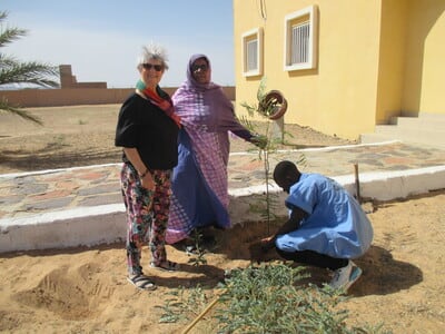 Plantation d'un flamboyant