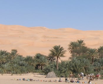 Une oasis de l'Adrar