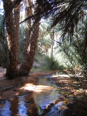 Palmeraie